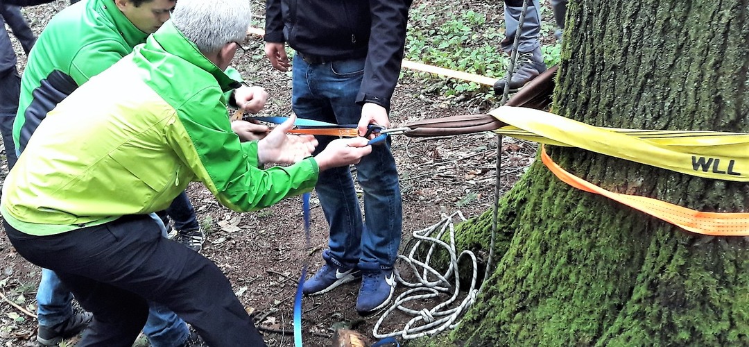Teilnehmende errichten gemeinsam mobile Seilaufbauten an einem Baum.